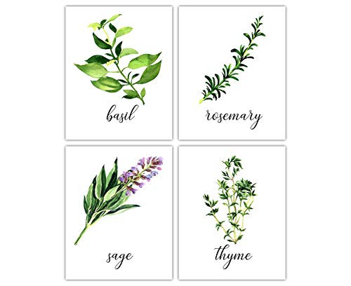 Kitchen Herbs Unframed Art Prints Basil Sage Rosemary Thyme - Set of Four Photos -8x10- - Great Kitchen Decor Gift Idea