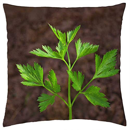LESGAULEST Throw Pillow Cover -24x24 inch- - Parsley Kitchen Herbs Herbs Spices Salad Green