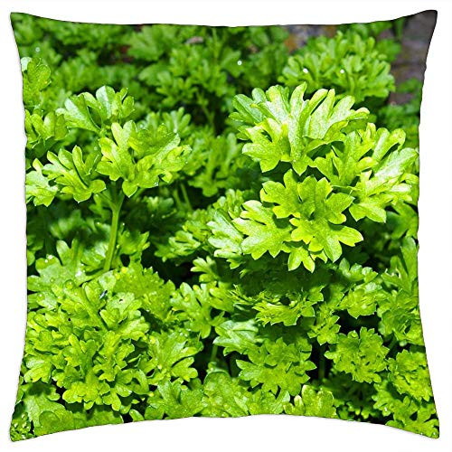 LESGAULEST Throw Pillow Cover -24x24 inch- - Parsley Herbs Plant Spice Cook Herb Green Food