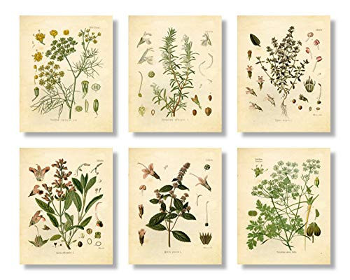 Set of 6 Herb Botanical Prints Unframed 8x10 inch Matte Thyme Mint Rosemary Parsley Sage Fennel Set of 6 Herb Botanical Prints Unframed 8x10 inch Matte Thyme Mint Rosemary Parsley Sage Fennel