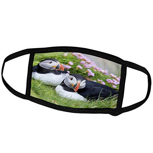 3dRose Danita Delimont - Puffins - Atlantic Puffin Pair Resting Side by Side. Scotland Shetland Islands - Face Masks -fm_257935_1-