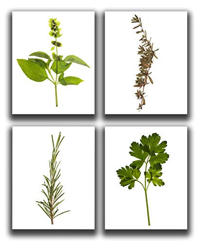 Kitchen Wall Decor - Set of 4-8x10 inch UNFRAMED Prints - Pressed Herb Wall Art - Thyme Basil Rosemary Parsley - Farmhouse Rustic Kitchen Decor