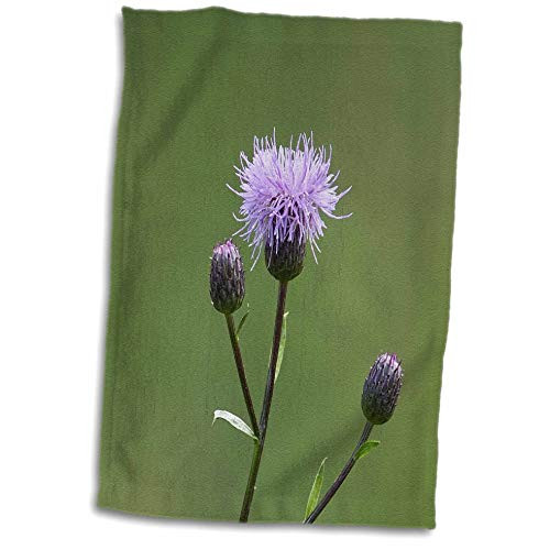 3dRose Closeup view of a pale purple thistle flower smooth green background - Towels -twl_339912_1-