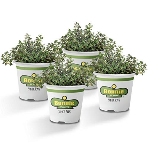 Bonnie Plants German Thyme Live Herb Plants - 4 Pack Perennial in Zones 5 To 9 in Bouquet Garni Aromatic Dishes
