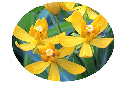 Milkweed Yellow Semi Tropical Live Plant Perennial Butterfly Garden Host Asclepias Starter Size 4 Inch Pot Emerald TM Milkweed Yellow Semi Tropical Live Plant Perennial Butterfly Garden Host Asclepias Starter Size 4 Inch Pot Emerald TM