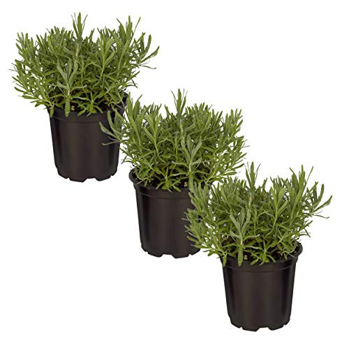 The Three Company Live Lavender Herb -3 Per Pack- Aromatic and Edible Plant Improves Sleep and Relaxation 4.5 inch Pot