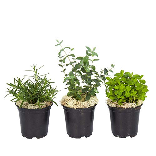 The Three Company Live Aromatic Combo Herb Assortment -Eucalyptus Rosemary and Lavender- 4 inch Pot Size Natural Sleep Aid