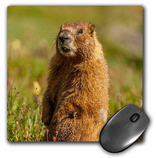 3dRose USA Colorado San Juan Mountains Close-Up of Yellow-Bellied Marmot Mouse Pad (mp_190857_1)