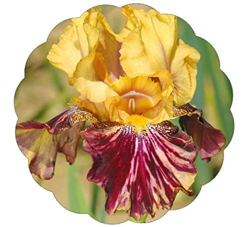 Stargazer Perennials Ziggy Bearded Iris Plant Potted - Fragrant Reblooming Yellow Burgundy Flowers - Easy to Grow Perennial Plant