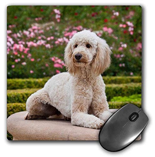 3dRose USA, California, Labradoodle Lying by Fountain in Rose Garden - Mouse Pad, 8 by 8" (mp_192331_1)