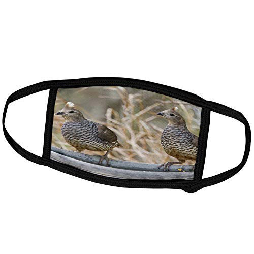 3dRose Danita Delimont - Birds - Scaled Quail Bird Pair Perched on Water pan - US44 LDI0718 - Larry Ditto - Face Masks (fm_146844_1)