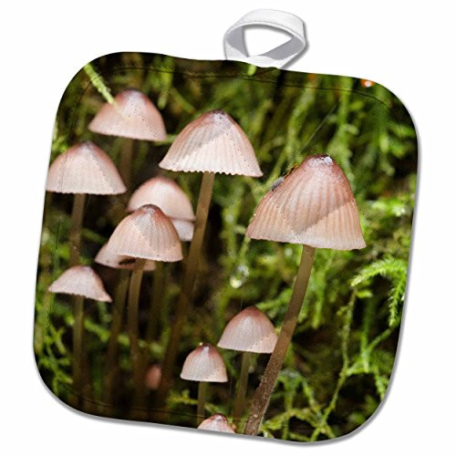 3D Rose Canada - Vancouver. Mycena Mushrooms Pot Holder 8 x 8