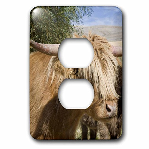 3dRose lsp_95152_6 Washington, Palouse. Scottish Highland Cattle-Us48 Bja0216-Jaynes Gallery 2 Plug Outlet Cover Multicolored