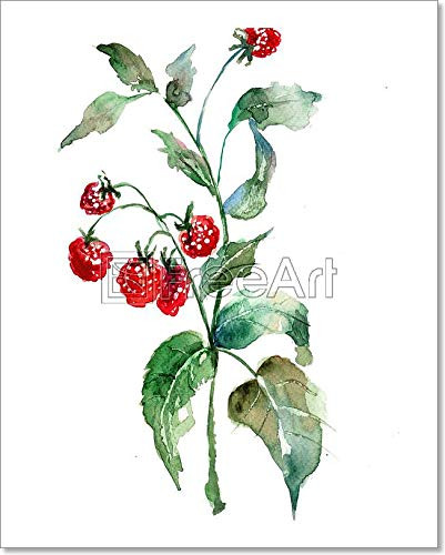 Raspberry, Watercolor Illustration Paper Print Wall Art (10in. x 8in.)