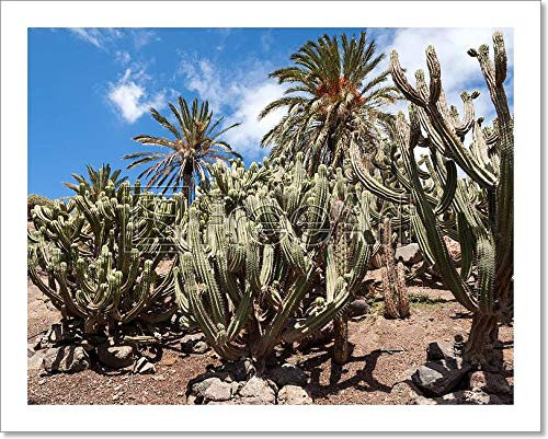 Beautiful Succulent Cactus Plants In Garden Paper Print Wall Art (8in. x 10in.)