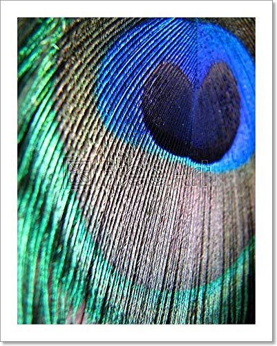 Peacock Feather Colors Paper Print Wall Art (10in. x 8in.)