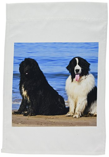 3dRose fl_192297_1 Usa, California. Newfoundlands Sitting by The Ocean Looking at You. Garden Flag, 12 by 18-Inch