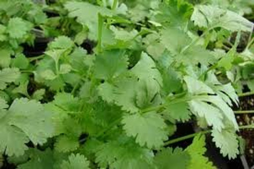 Cilantro Slow Bolting Also Known As Coriander Chinese Parsley Great Herb Heirloom Vegetable Bulk 1Lb Seeds Cilantro Slow Bolting Also Known As Coriander Chinese Parsley Great Herb Heirloom Vegetable Bulk 1Lb Seeds
