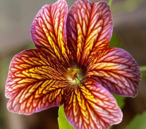 NIKA SEEDS - Flowers Painted Tongue Mix (Salpiglossis) Annual - 1000 Seeds