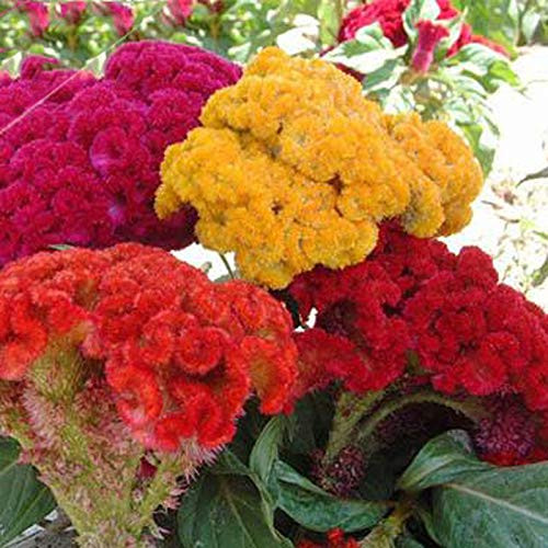 Mix Colorful Celosia Crested Cockscomb Seeds 100Plus Garden Easy Growing Flower Open Pollinated Seeds for Home Yard and Garden Planting