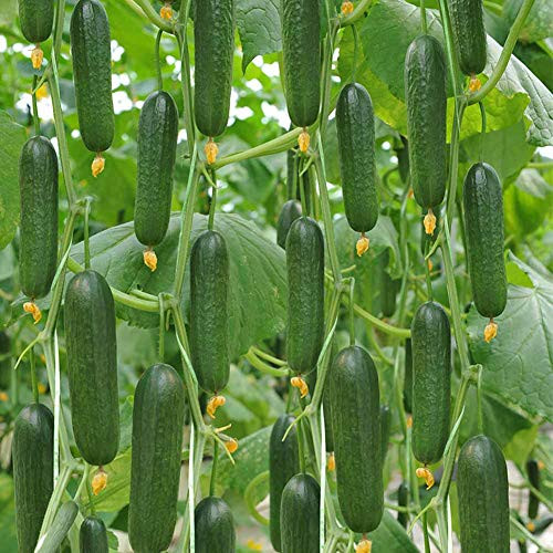 Sweet Gherkin Cucumber Seeds 30Plus Cucumis Sativus Fruit Vegetables Fresh Vine Seeds for Home Garden Outdoor Yard Farm Planting Sweet Gherkin Cucumber Seeds 30Plus Cucumis Sativus Fruit Vegetables Fresh Vine Seeds for Home Garden Outdoor Yard Farm Planting