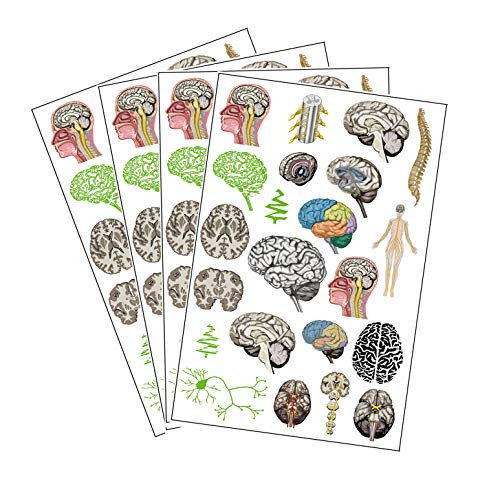 Brain Anatomy Body Glow and Color Tattoo Set 4 Pack