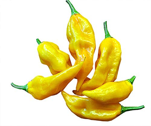 30+ ORGANICALLY Grown Habanero Lemon Hot Pepper Seeds Heirloom Non-GMO, Productive, Spicy, Delicious! from USA