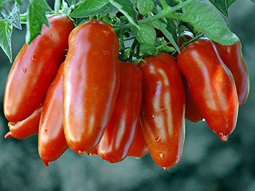 30+ ORGANICALLY GROWN Italian San Marzano Paste Tomato Seeds, Heirloom NON-GMO, Indeterminate, Open-Pollinated, Productive, Delicious, From USA