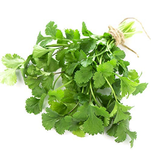 Earthcare Seeds Cilantro 500 Seeds -Coriander (Coriandrum sativum) - Heirloom - Non GMO - USA Earthcare Seeds Cilantro 500 Seeds -Coriander (Coriandrum sativum) - Heirloom - Non GMO - USA
