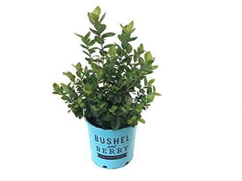 Bushel and Berry Peach Sorbet Blueberry - Vaccinium Peach Sorbet - 19cm Bushel and Berry Peach Sorbet Blueberry - Vaccinium Peach Sorbet - 19cm