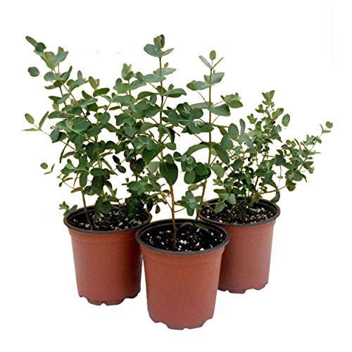 The Three Company Aromatic and Healthy Live Herb Eucalyptus (3 Per Pack), Natural Air Purifier