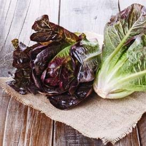 Cimmaron Romaine Lettuce Seeds, 1000+ Premium Organic Heirloom Seeds, (Isla's Garden Seeds), Non GMO, 85% Germination, Highest Quality! Cimmaron Romaine Lettuce Seeds, 1000+ Premium Organic Heirloom Seeds, (Isla's Garden Seeds), Non GMO, 85% Germination, Highest Quality!