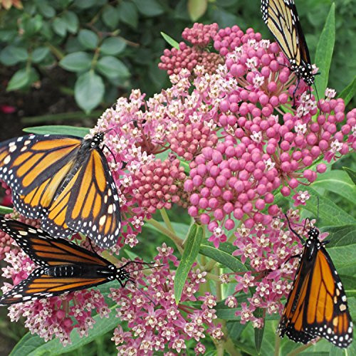 Swamp Milkweed Seed Balls for Fall Planting (Asclepias incarnata) (50)