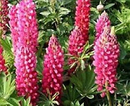 40Plus Rose Colored Lupinus Flower ( VRZP) ct
