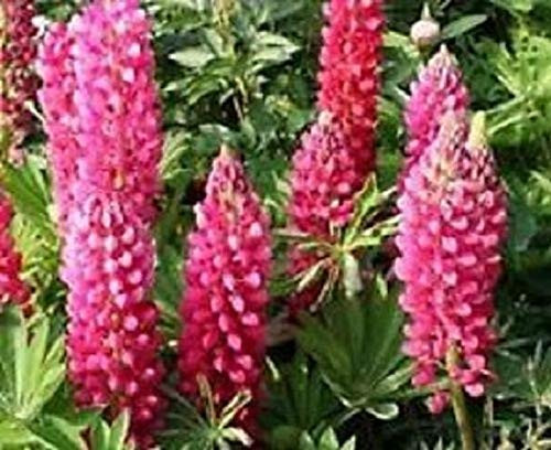 40Plus Rose Colored Lupinus Flower ( LMSP) ct