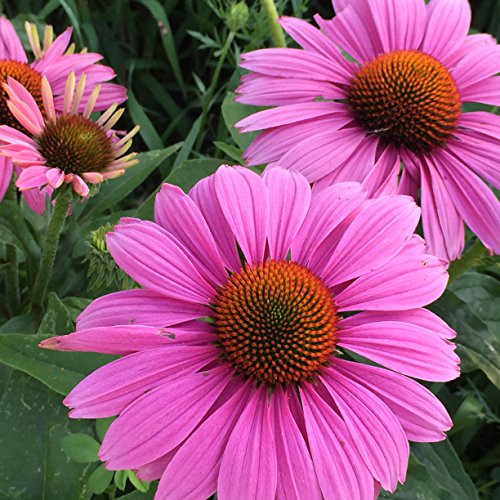 Purple Coneflower (Echinacea purpurea) Seed Balls, Fall or Spring Planting, Bulk Seed Bombs (50)
