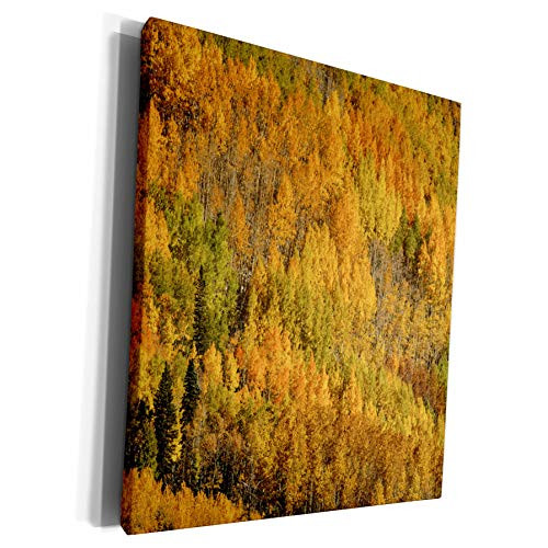 3dRose Danita Delimont - Forests - Yellow Aspen landscape in fall on mountain slope, Ouray, Colorado - Museum Grade Canvas Wrap (cw_278680_1) 3dRose Danita Delimont - Forests - Yellow Aspen landscape in fall on mountain slope, Ouray, Colorado - Museum Grade Canvas Wrap (cw_278680_1)