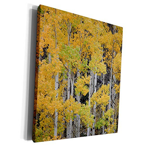 3dRose Danita Delimont - Forests - Autumn aspen tree pattern on mountain slope, Ouray, Colorado - Museum Grade Canvas Wrap (cw_278695_1) 3dRose Danita Delimont - Forests - Autumn aspen tree pattern on mountain slope, Ouray, Colorado - Museum Grade Canvas Wrap (cw_278695_1)
