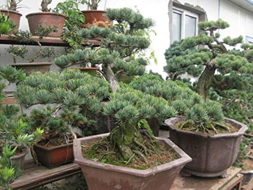 Chinese White Pine 10 Seeds Pinus Armandii Ornamental Bonsai Tree Seeds