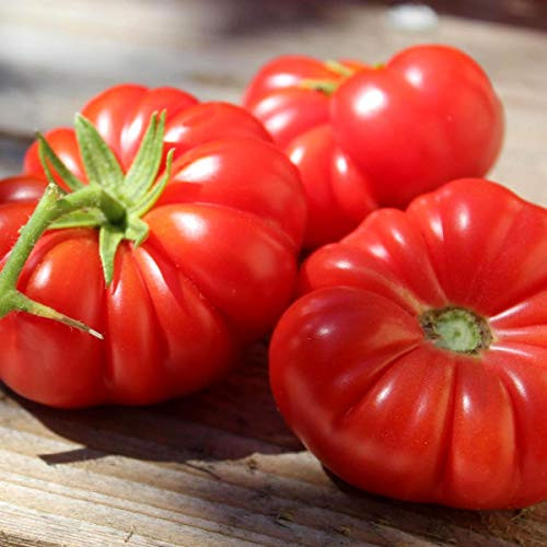 Large Tomato Pisanello da Bruschetta Around 20 Seeds