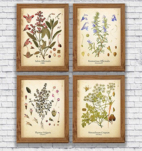 Vintage Herbs Print Set Rosemary Sage Thyme Parsley Wall Art Antique Botanical Art Plants Kitchen Decor Vintage Herbs Print Set Rosemary Sage Thyme Parsley Wall Art Antique Botanical Art Plants Kitchen Decor