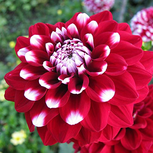 Rare Dahlia Opera Red and White 100Plus Fresh Seeds