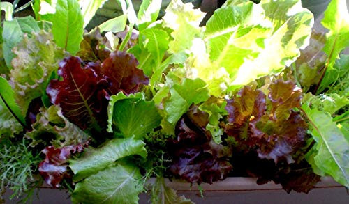 Baby Leaf Lettuce Seed Mix for Planting Green Salad About 500 Seeds