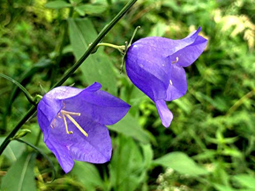 Tussock Bellflower Seed Mix Campanula Carpatica Carpathian Bellflower Harebells Blue and White About 1000 Seeds for Planting