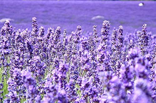 Lavender Provance Seeds for Planting About 100 Seeds