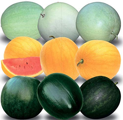 NIKA SEEDS - Fruit Watermelon Round Day and Night Mix - 10-20 Seeds