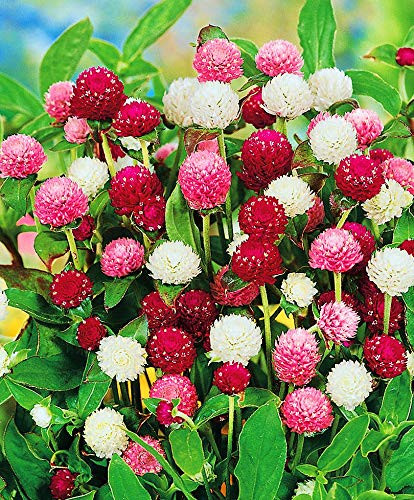 NIKA SEEDS - Flowers Globe Amaranth (Gomphrena) Mix - 30 Seeds