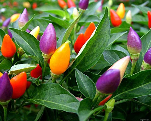 NIKA SEEDS - Vegetable Ornamental Pepper Mix Decorative Rainbow Plant - 30 Seeds