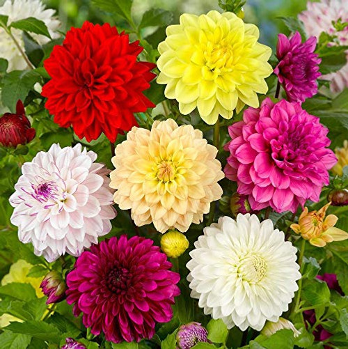 NIKA SEEDS - Flowers Dahlia Double Mix Annual - 50 Seeds