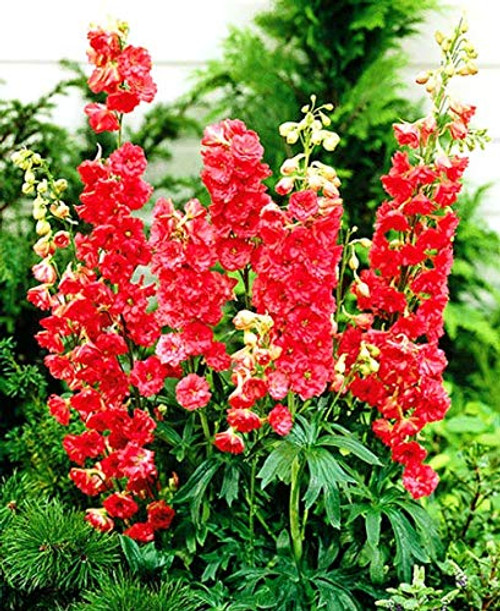 NIKA SEEDS - Flowers Delphinium Red King Annual - 70 Seeds